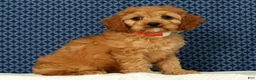 Cockapoo dogs for sale: Charlie - Ad 4
