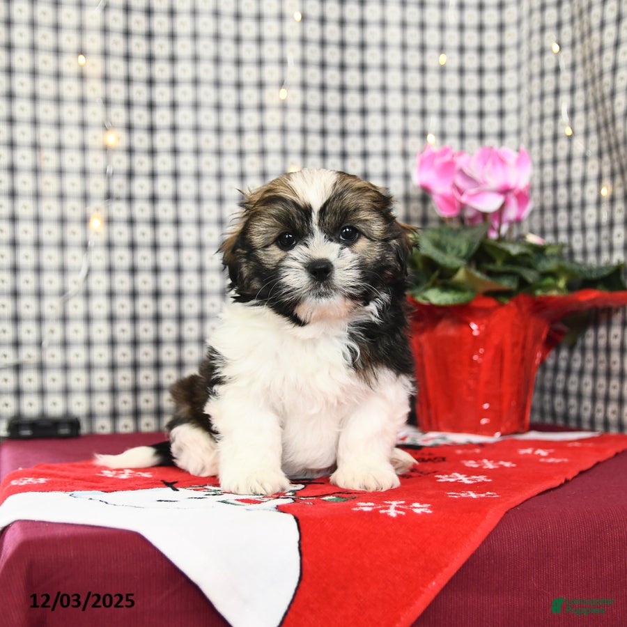 Mixed Breed dogs Kathy - Ad 32