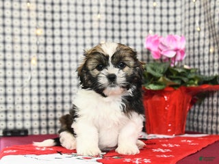 Mixed Breed dogs Kathy - Ad 37