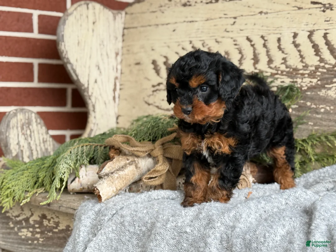 Mixed Breed dogs for sale: Barkley - Ad 10