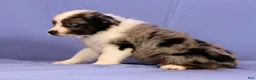 Miniature Australian Shepherd dogs for sale: Jackson - Ad 5
