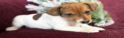 Jack Russell Terrier dogs for sale: Adrian - Ad 4