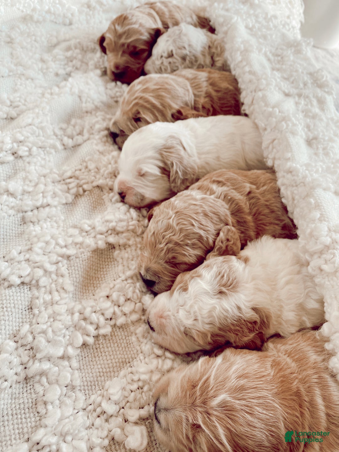 Goldendoodle dogs for sale: Bean - Ad 5