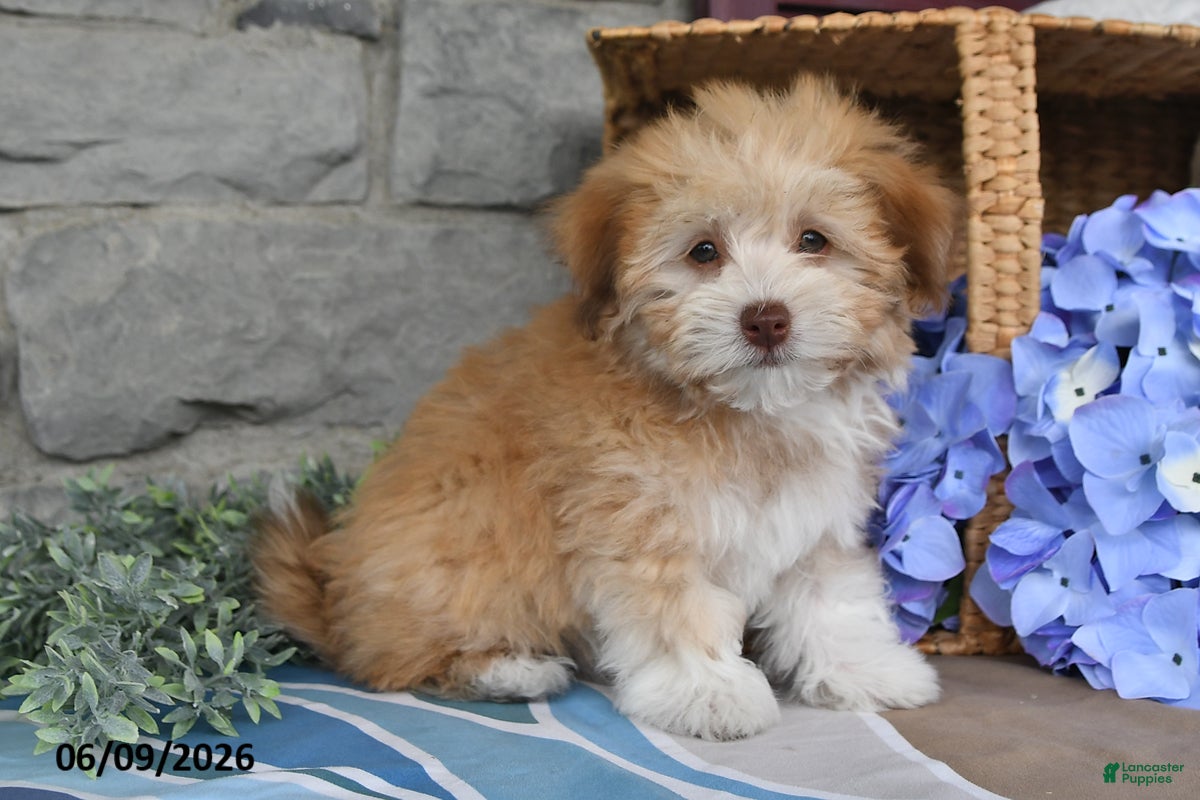 Havanese dogs Josie - Ad 2