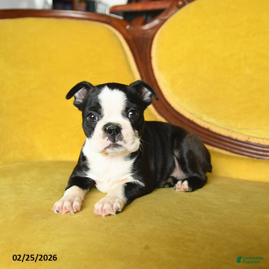 Boston Terrier dogs Roxie - Ad 1