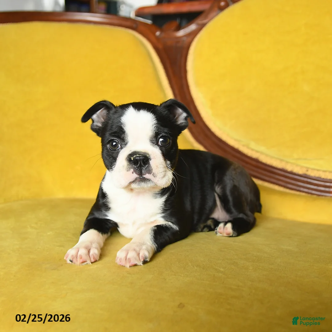 Boston Terrier dogs for sale: Roxie - Ad 1