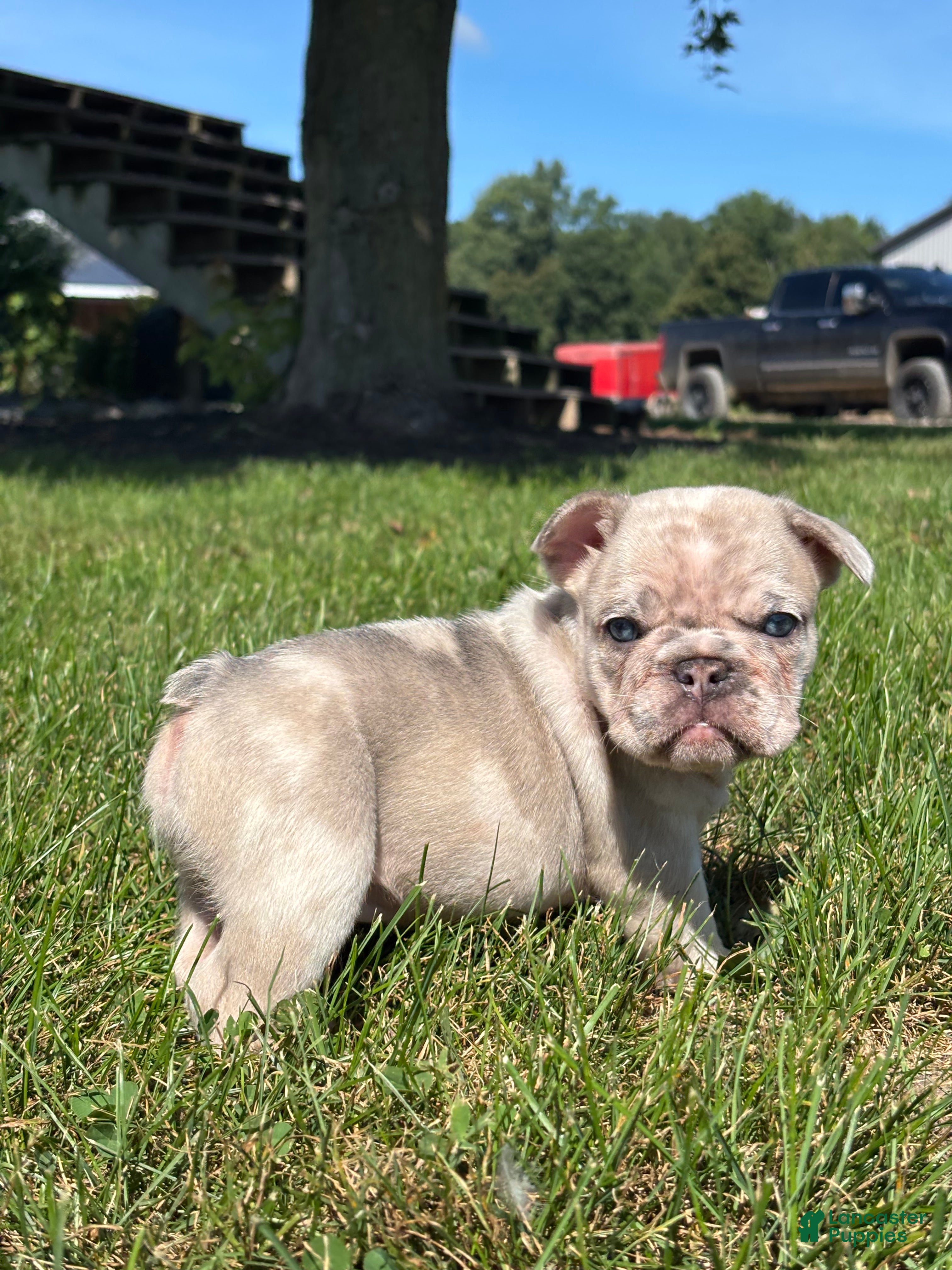 French Bulldog dogs Zendaya - Ad 1