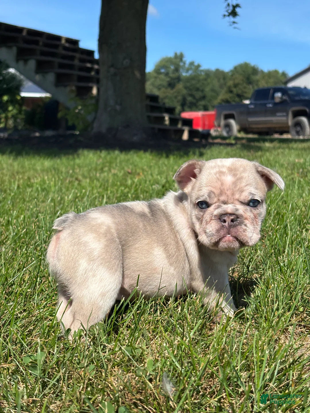 French Bulldog dogs for sale: Zendaya - Ad 1