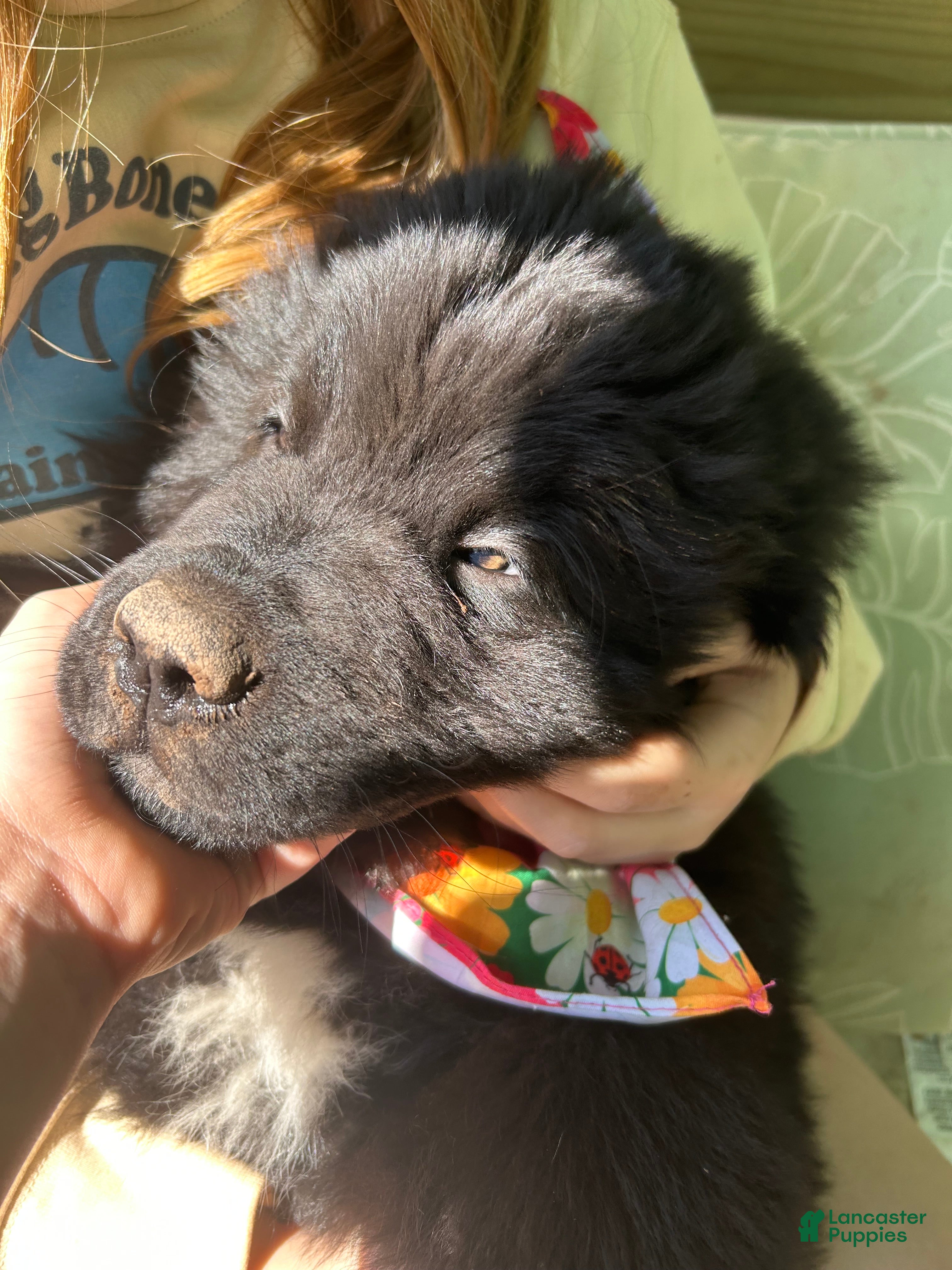 Newfoundland dogs LadyBug - Ad 1