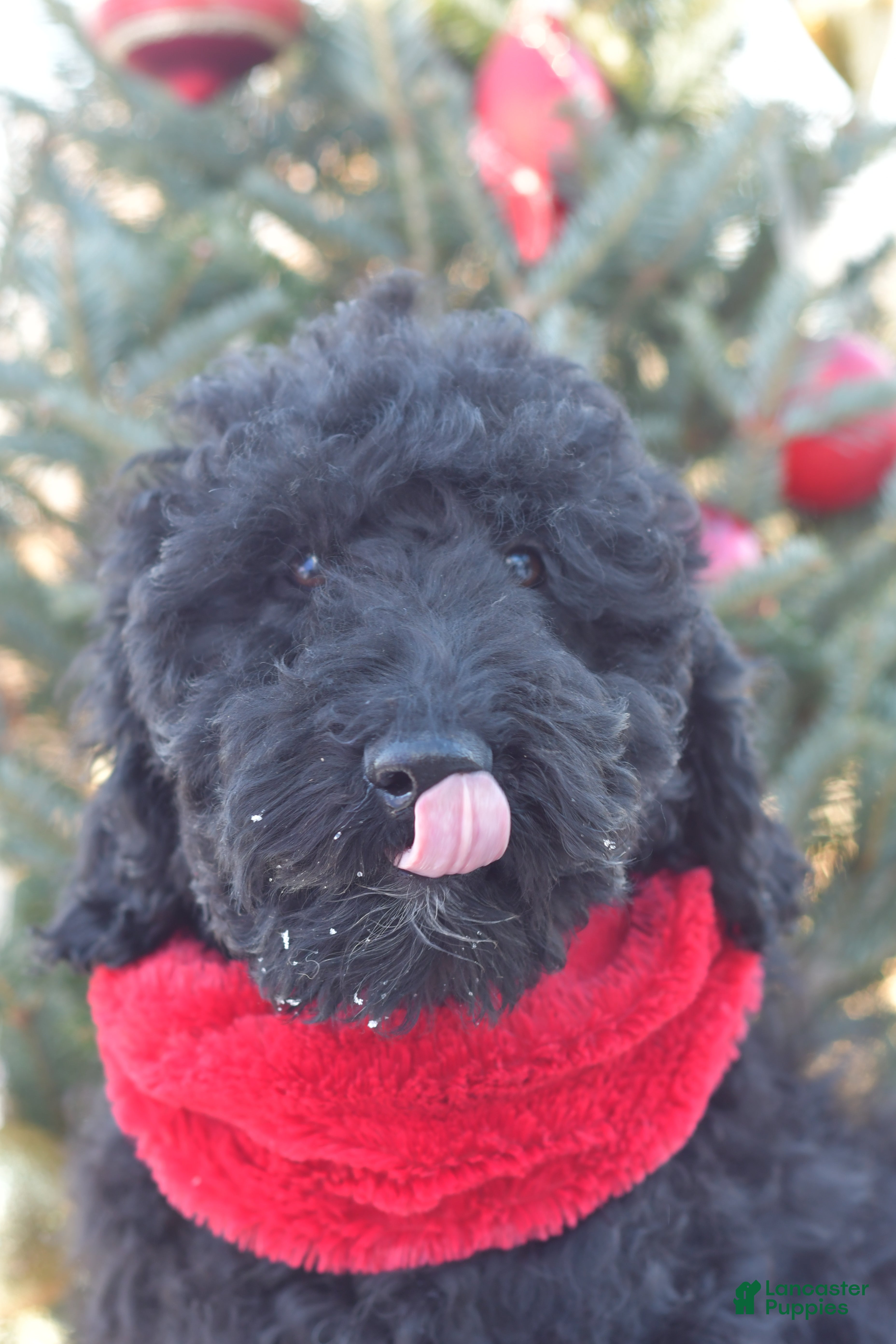 Standard Poodle dogs Cole - Ad 11