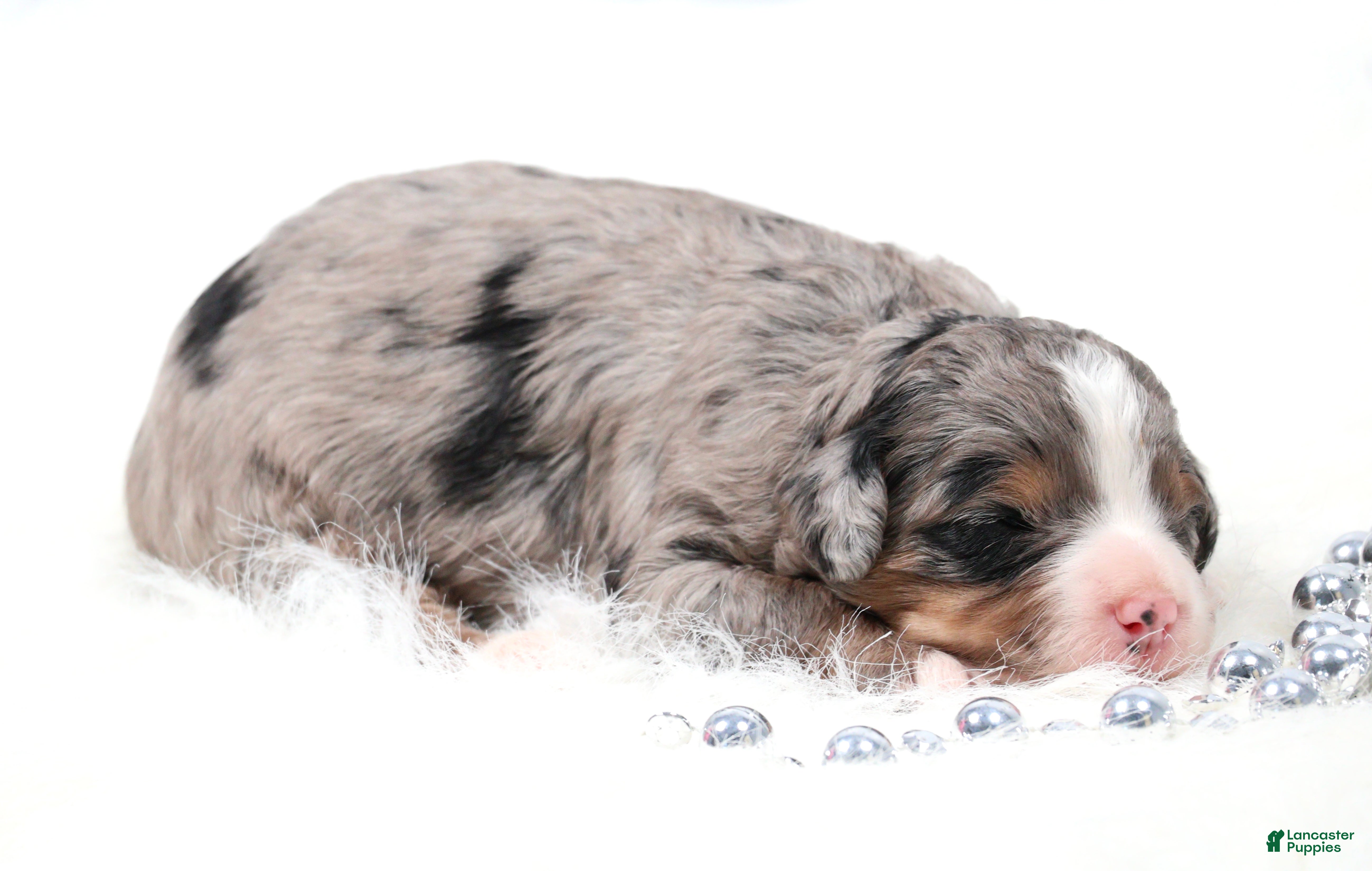 Mini Bernedoodle dogs Finn - Ad 2