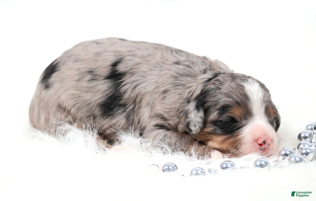 Mini Bernedoodle dogs for sale: Finn - Ad 2