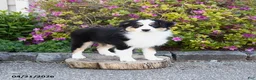 Miniature Australian Shepherd dogs for sale: Sage - Ad 5