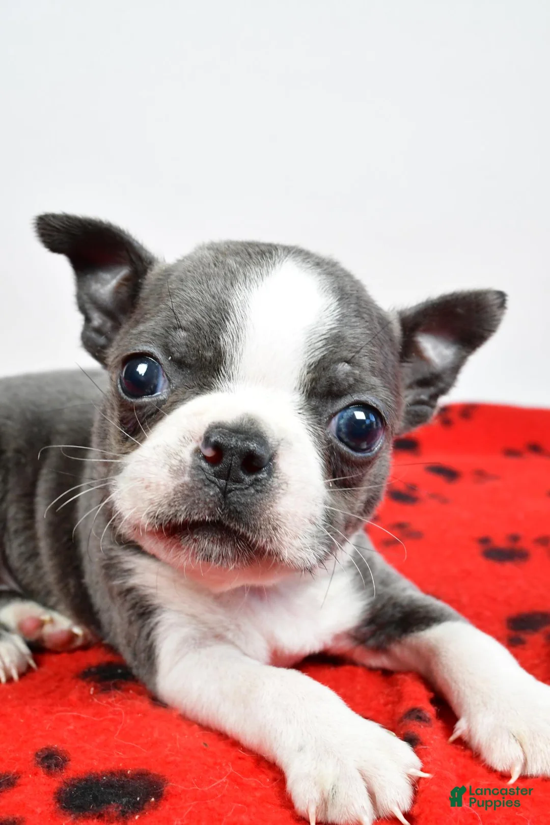 Boston Terrier dogs for sale: Tucker - Ad 5