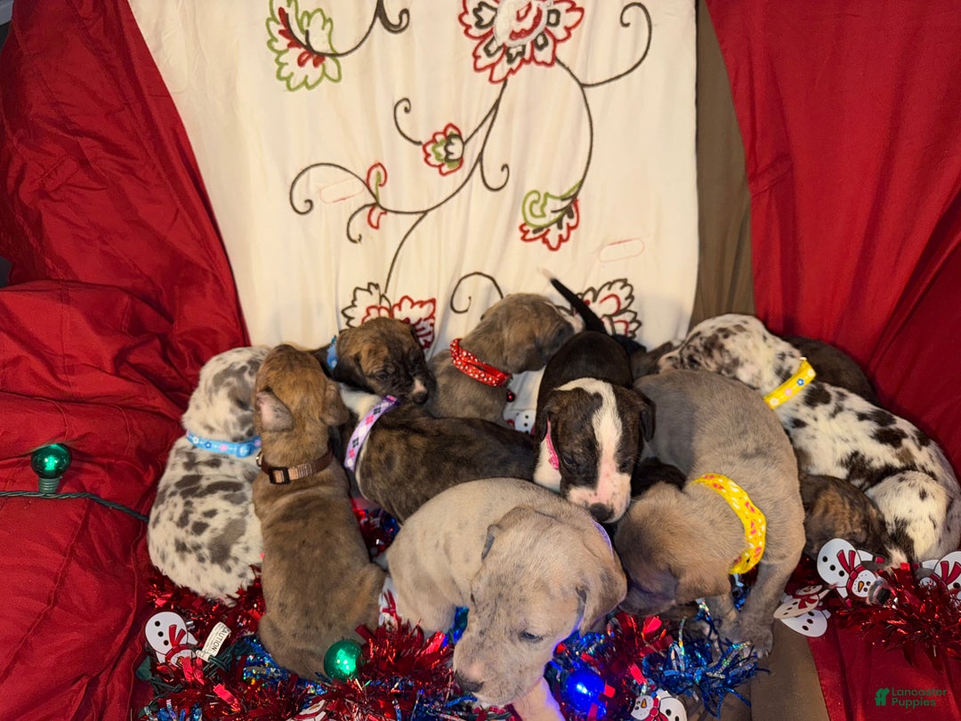 Great Dane dogs for sale: Mark - Ad 21