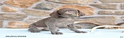 German Shorthaired Pointer dogs for sale: Fred - Ad 3