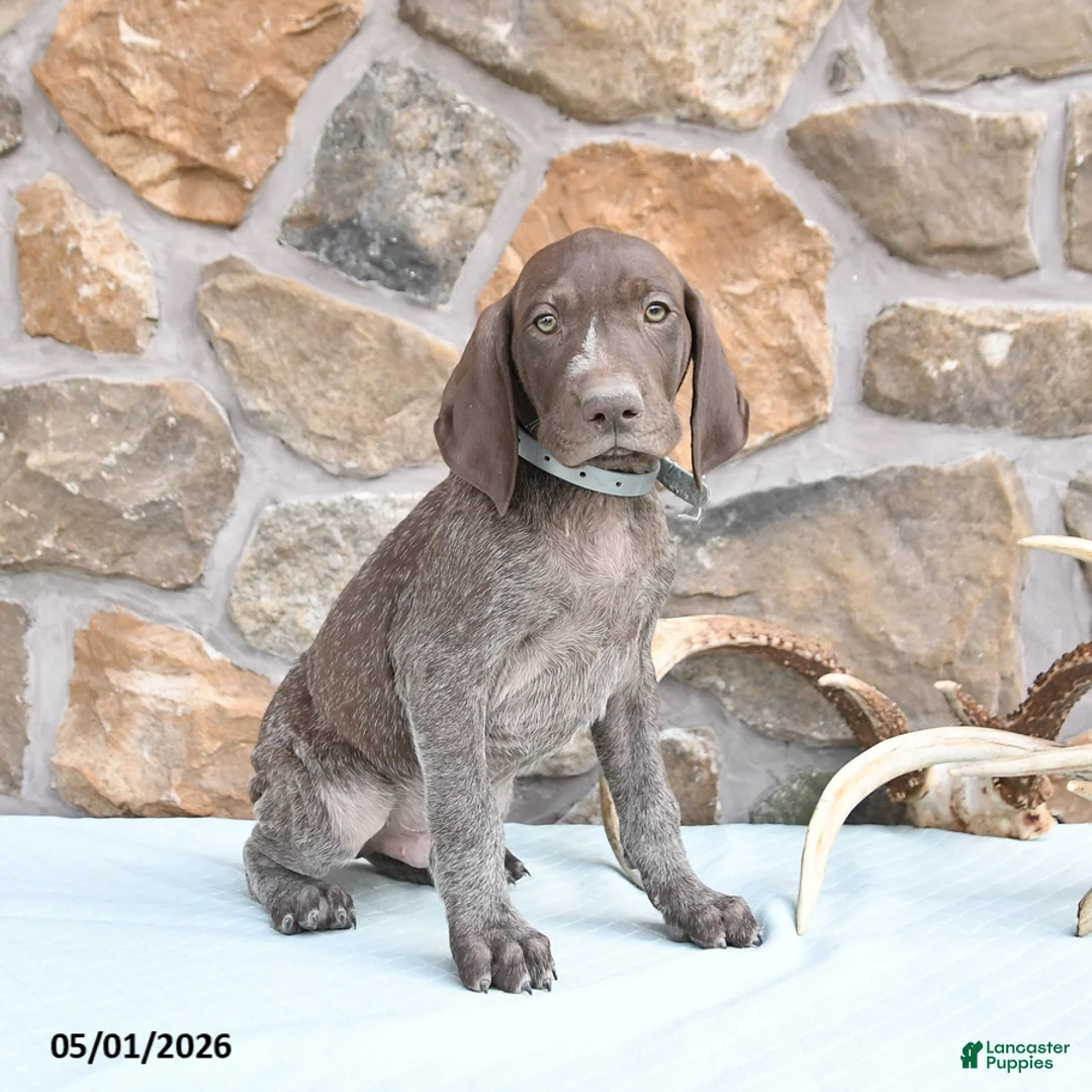 German Shorthaired Pointer dogs for sale: Fred - Ad 3