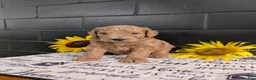 Goldendoodle dogs for sale: Lincoln  - Ad 3