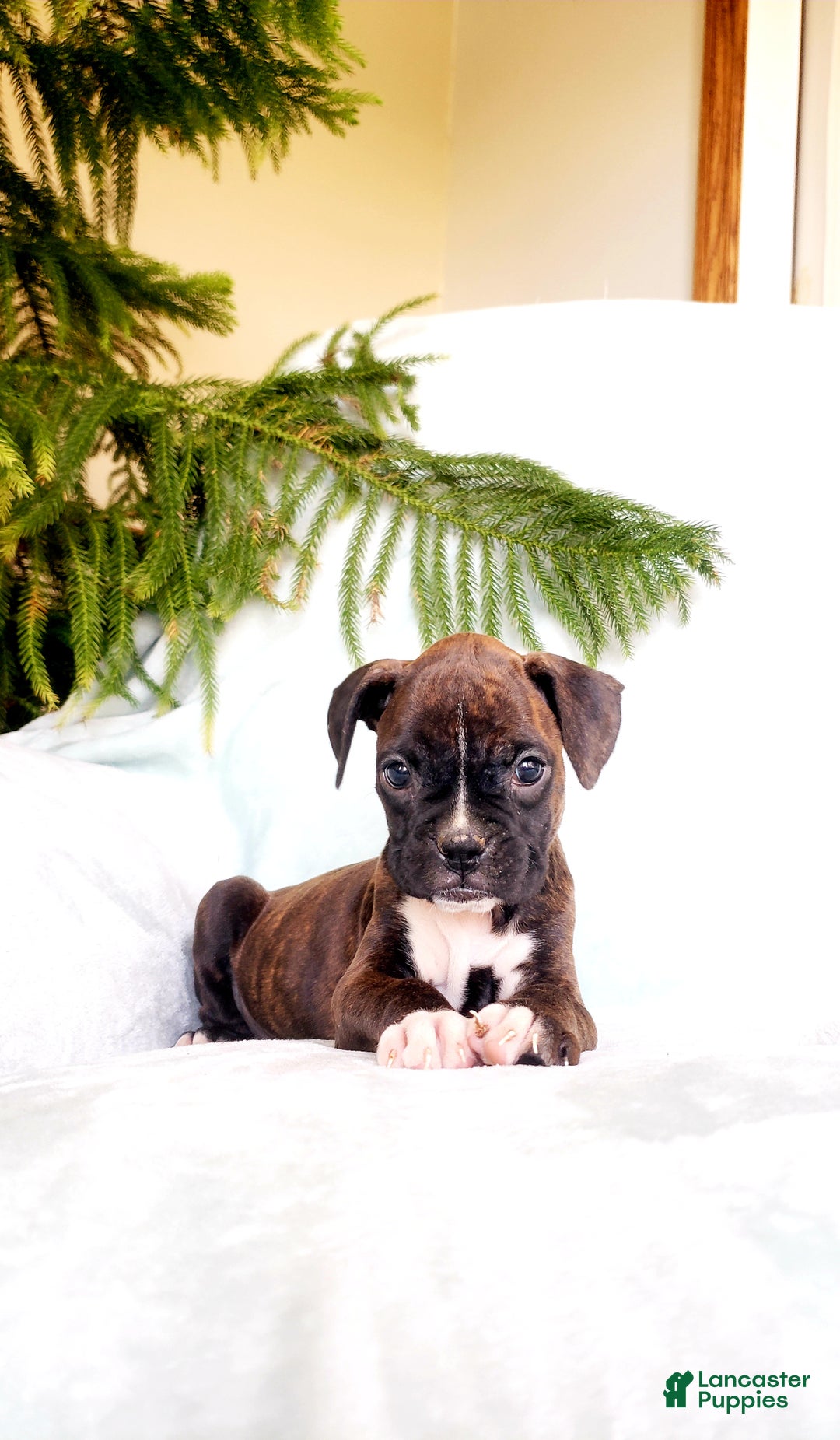 Boxer dogs for sale: Mocha - Ad 4