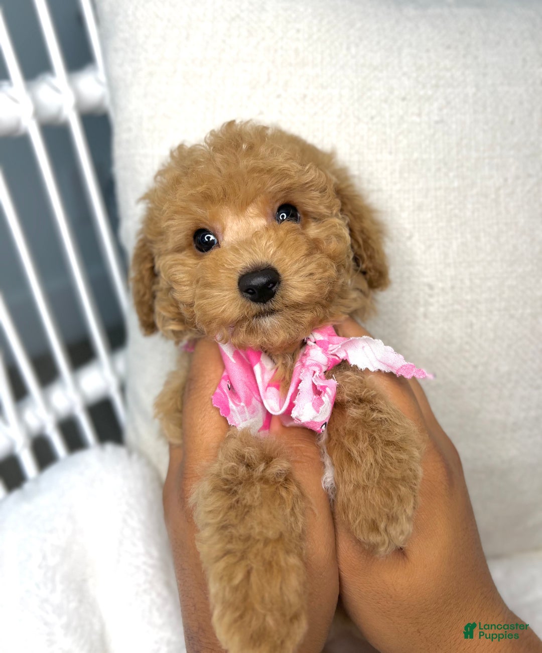Toy Poodle dogs for sale: Toy Poodle Puppy 2 - Ad 38