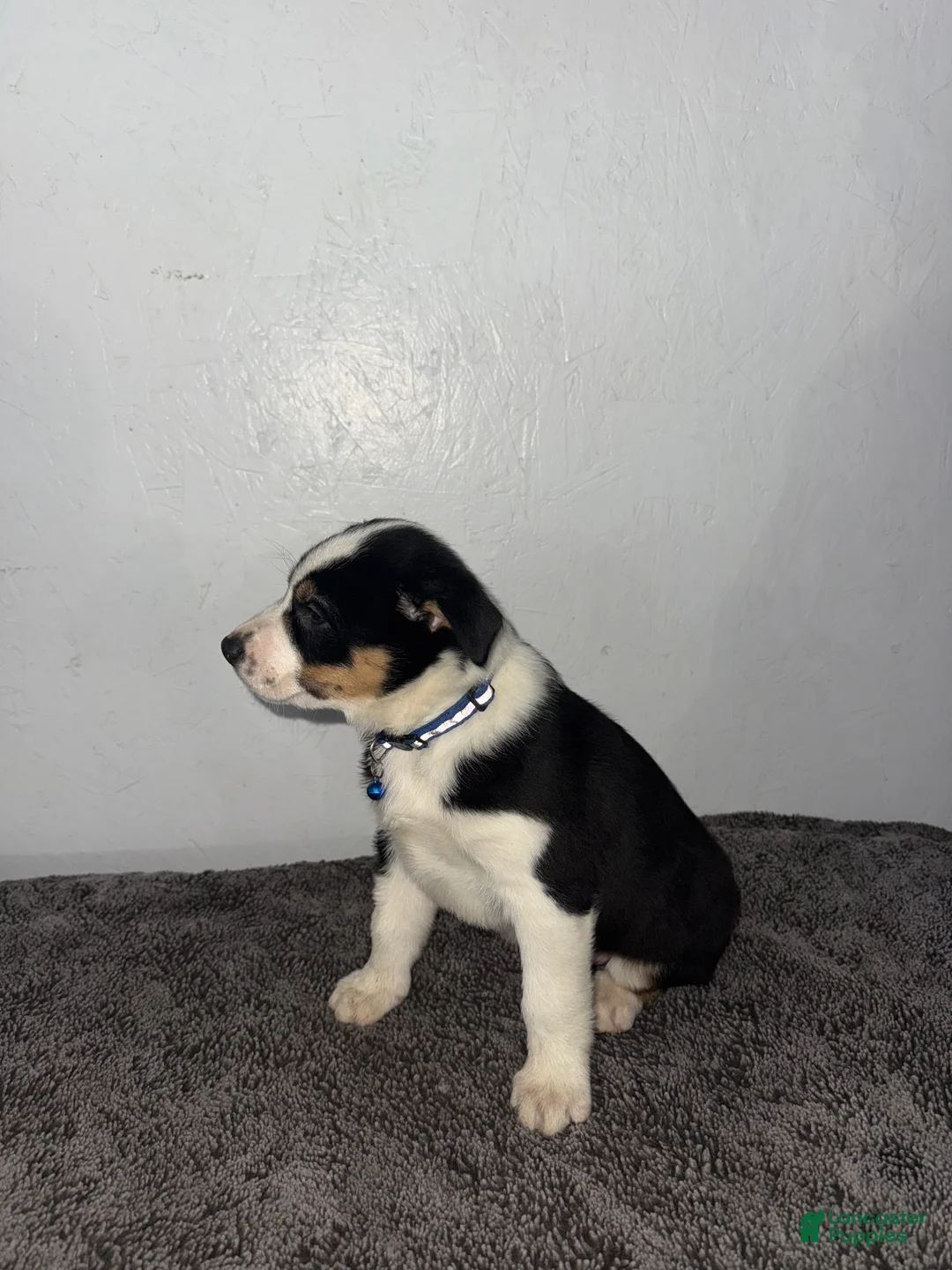 Mixed Breed dogs for sale: Buster - Ad 5