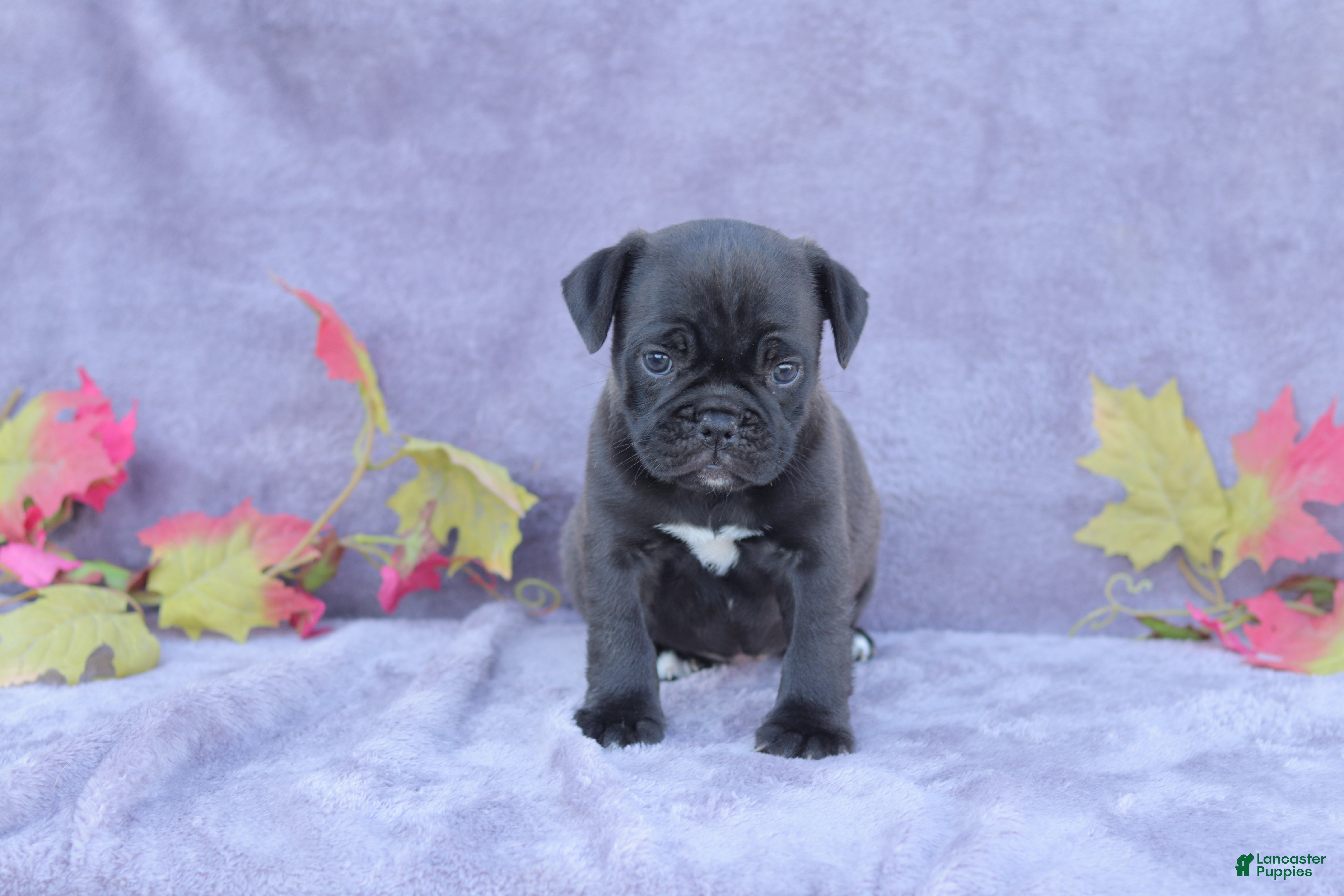 Mixed Breed dogs Midge - Ad 1