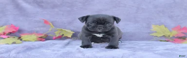 Midge