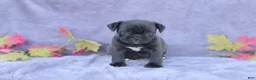 Mixed Breed dogs for sale: Midge - Ad 1