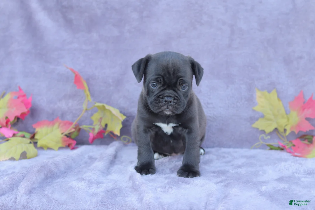Mixed Breed dogs for sale: Midge - Ad 1