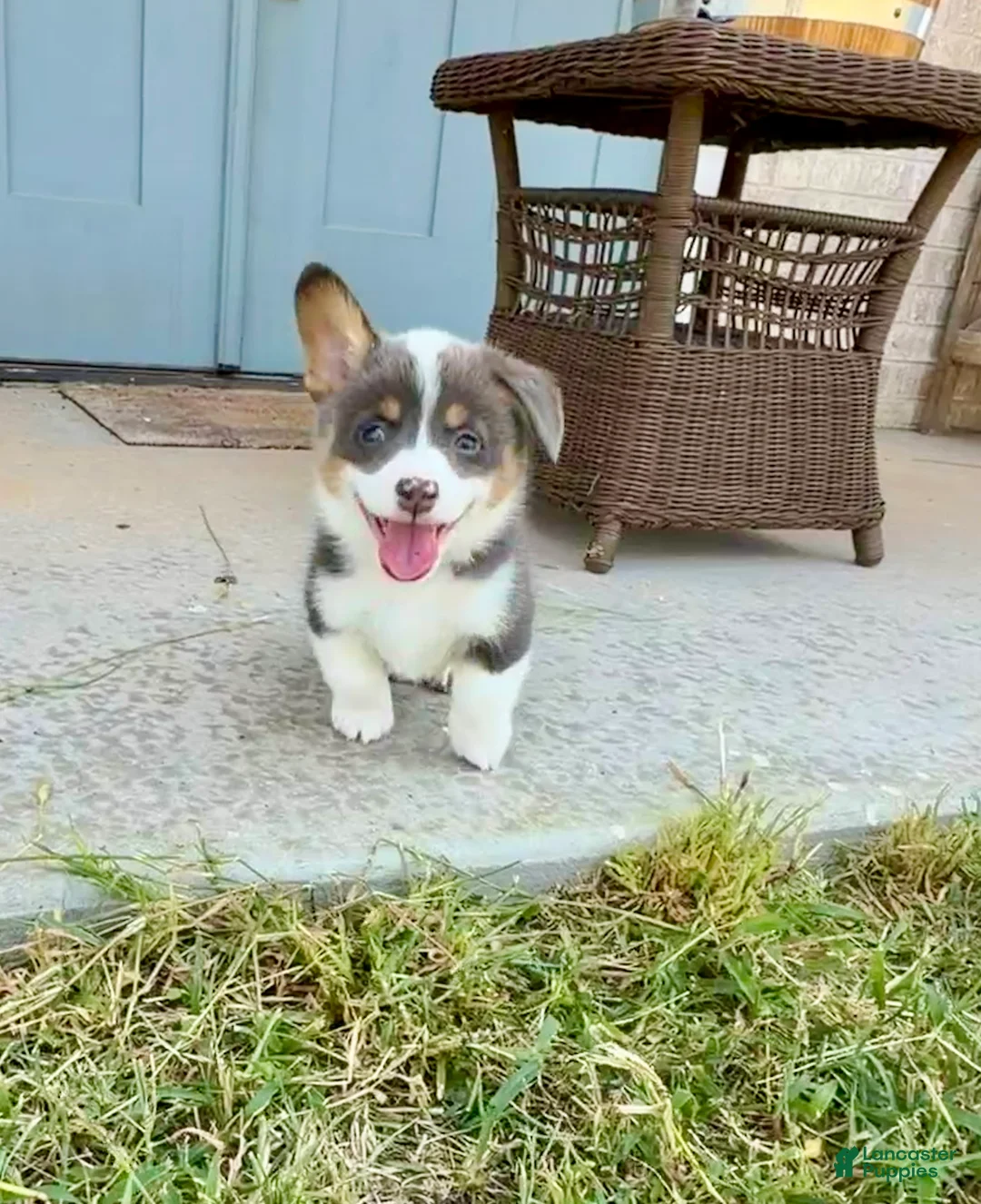 Welsh Corgi Pembroke dogs for sale: Link - Ad 2