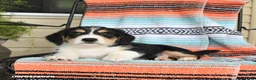 Mixed Breed dogs for sale: Toast - Ad 3