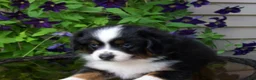 Miniature Australian Shepherd dogs for sale: Mindy - Ad 4