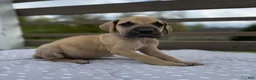 Great Dane dogs for sale: Tortellini (Green) - Ad 3