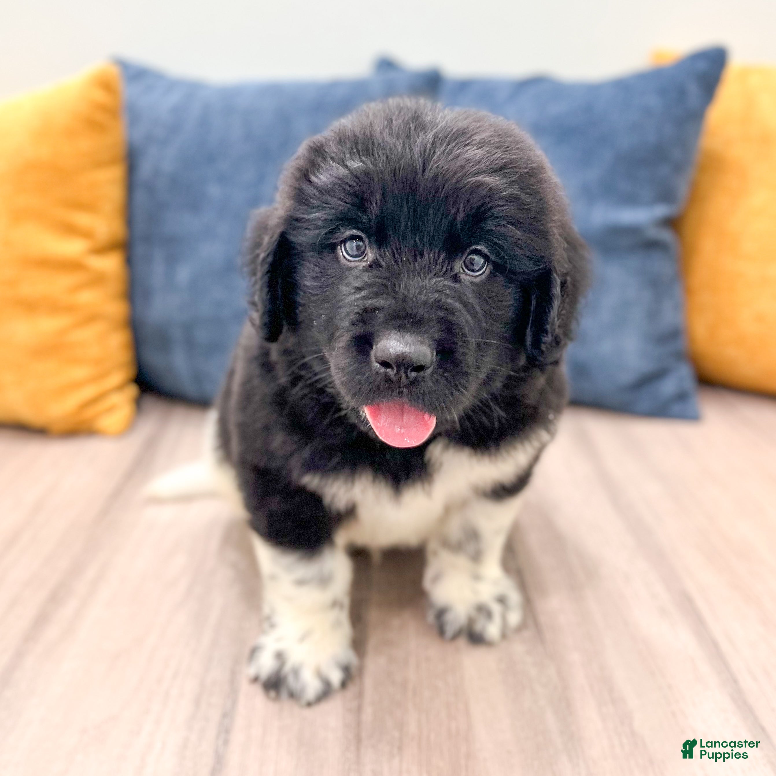 Newfoundland dogs Ruger - Ad 1