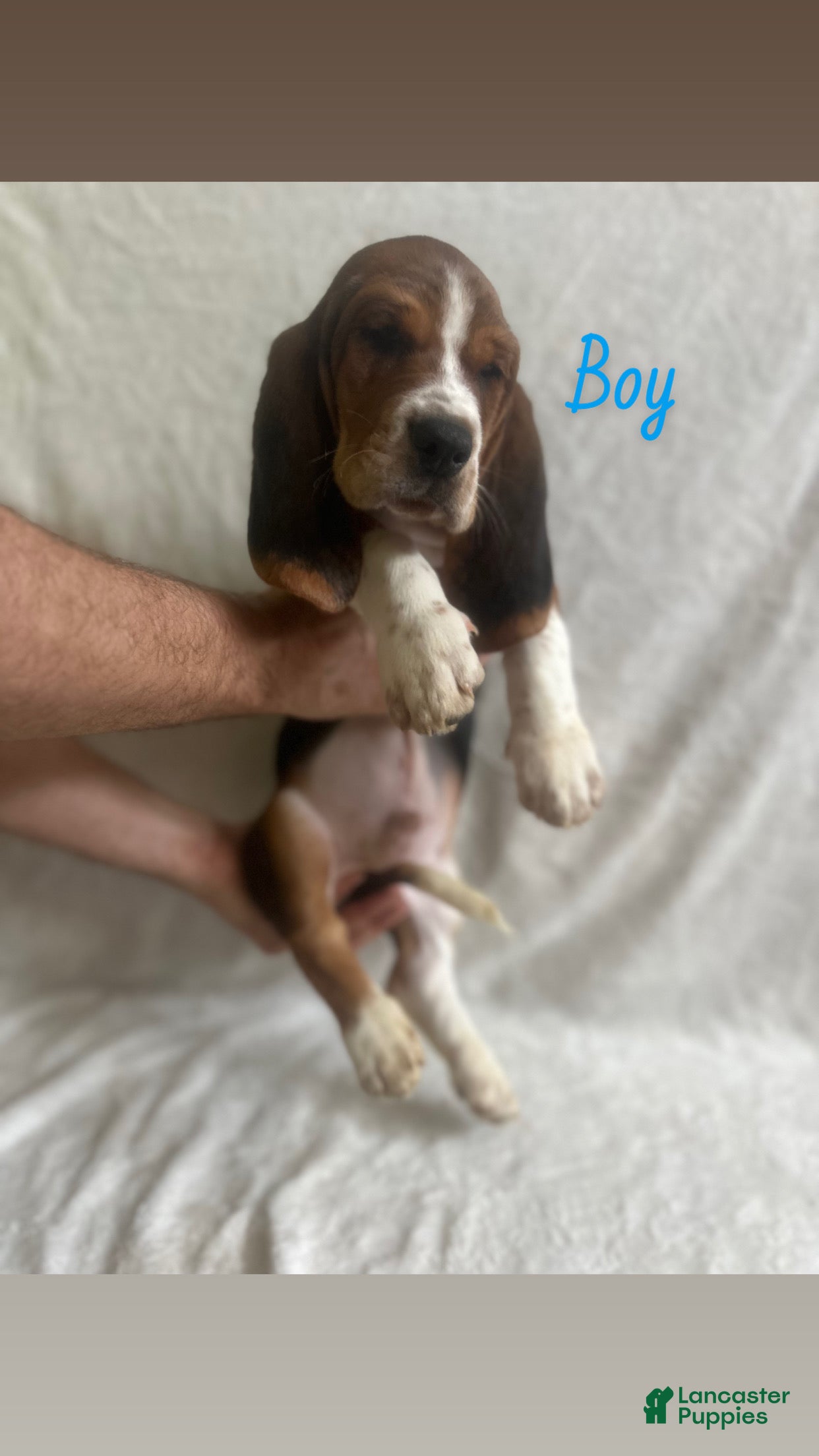 Basset Hound dogs Basset Hound Puppy 4 - Ad 9