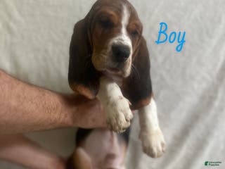 Basset Hound dogs Basset Hound Puppy 4 - Ad 9