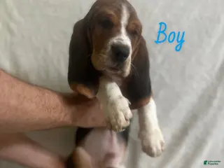 Basset Hound dogs Basset Hound Puppy 4 - Ad 27