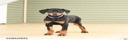 Doberman Pinscher dogs for sale: Harper - Ad 1