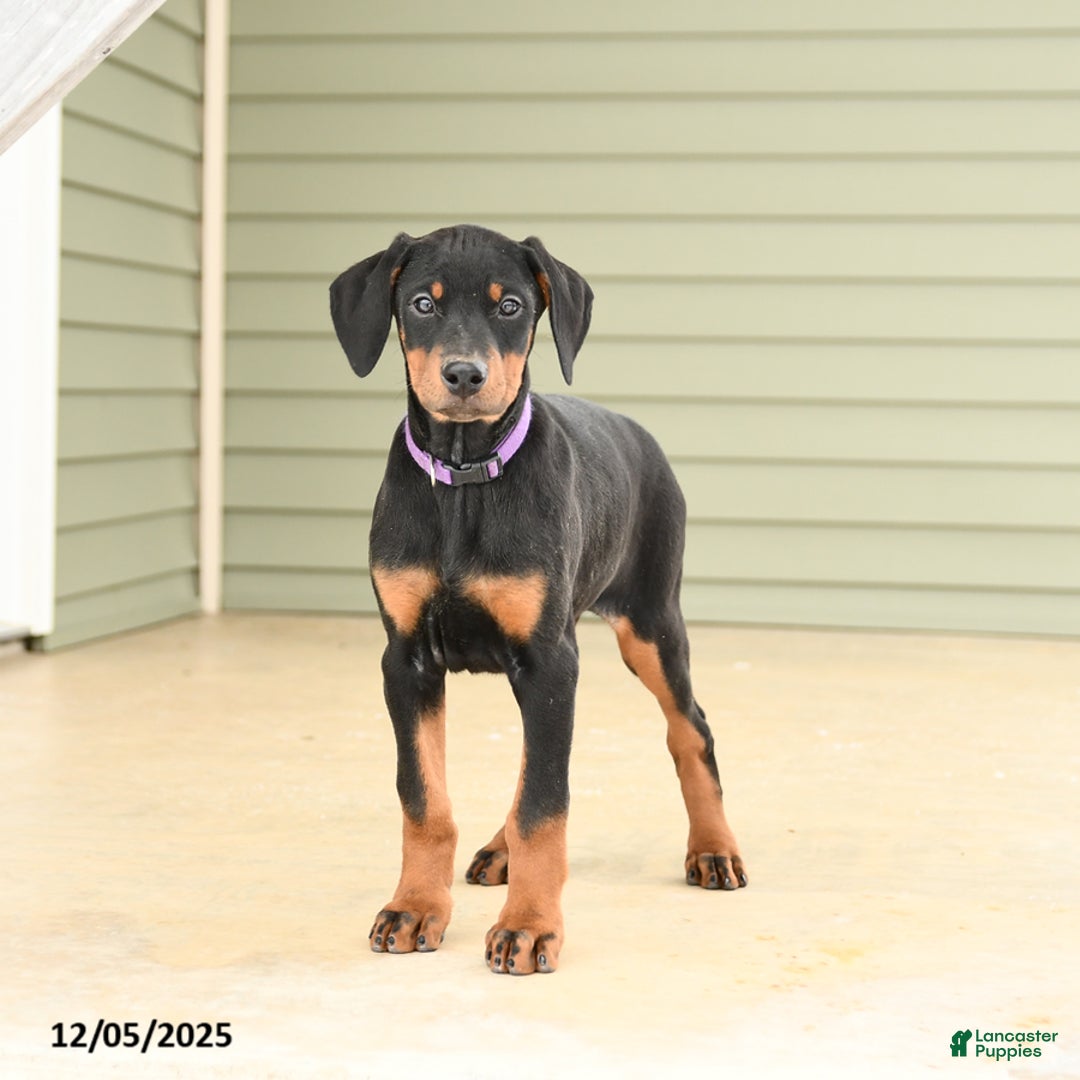 Doberman Pinscher dogs for sale: Harper - Ad 1