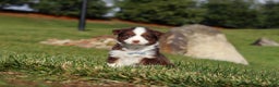 Miniature Australian Shepherd dogs for sale: Rudolph - Ad 4