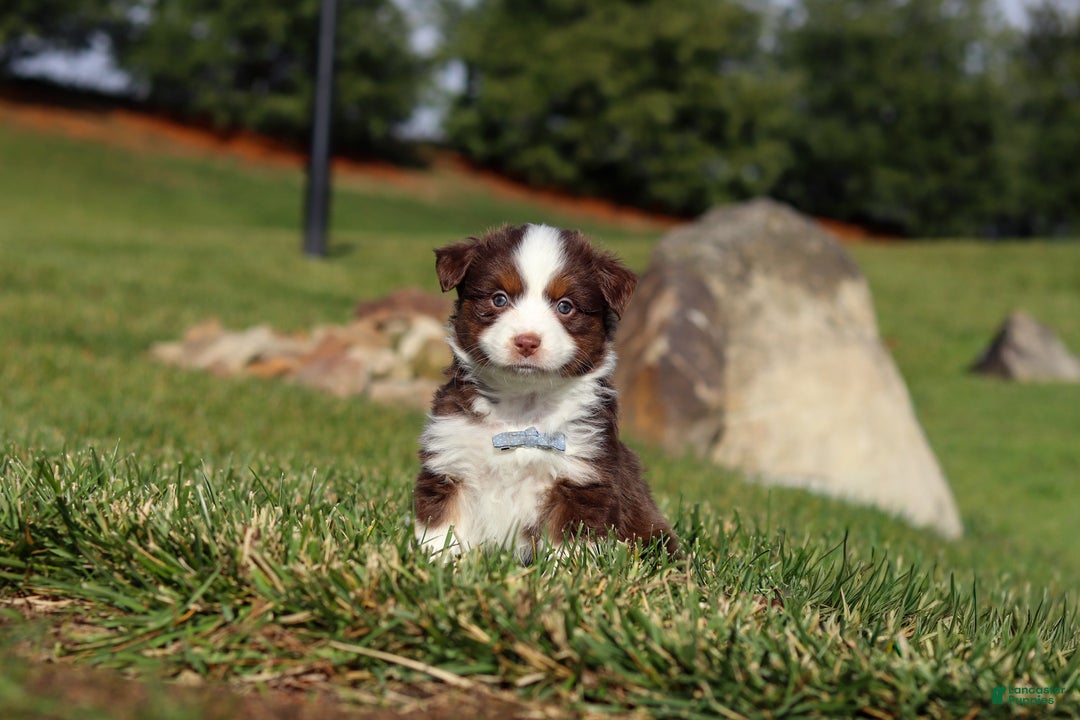 Miniature Australian Shepherd dogs for sale: Rudolph - Ad 4