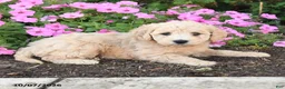 Mini Goldendoodle dogs for sale: Patches - Ad 2