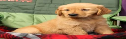Golden Retriever dogs for sale: Juniper - Ad 6