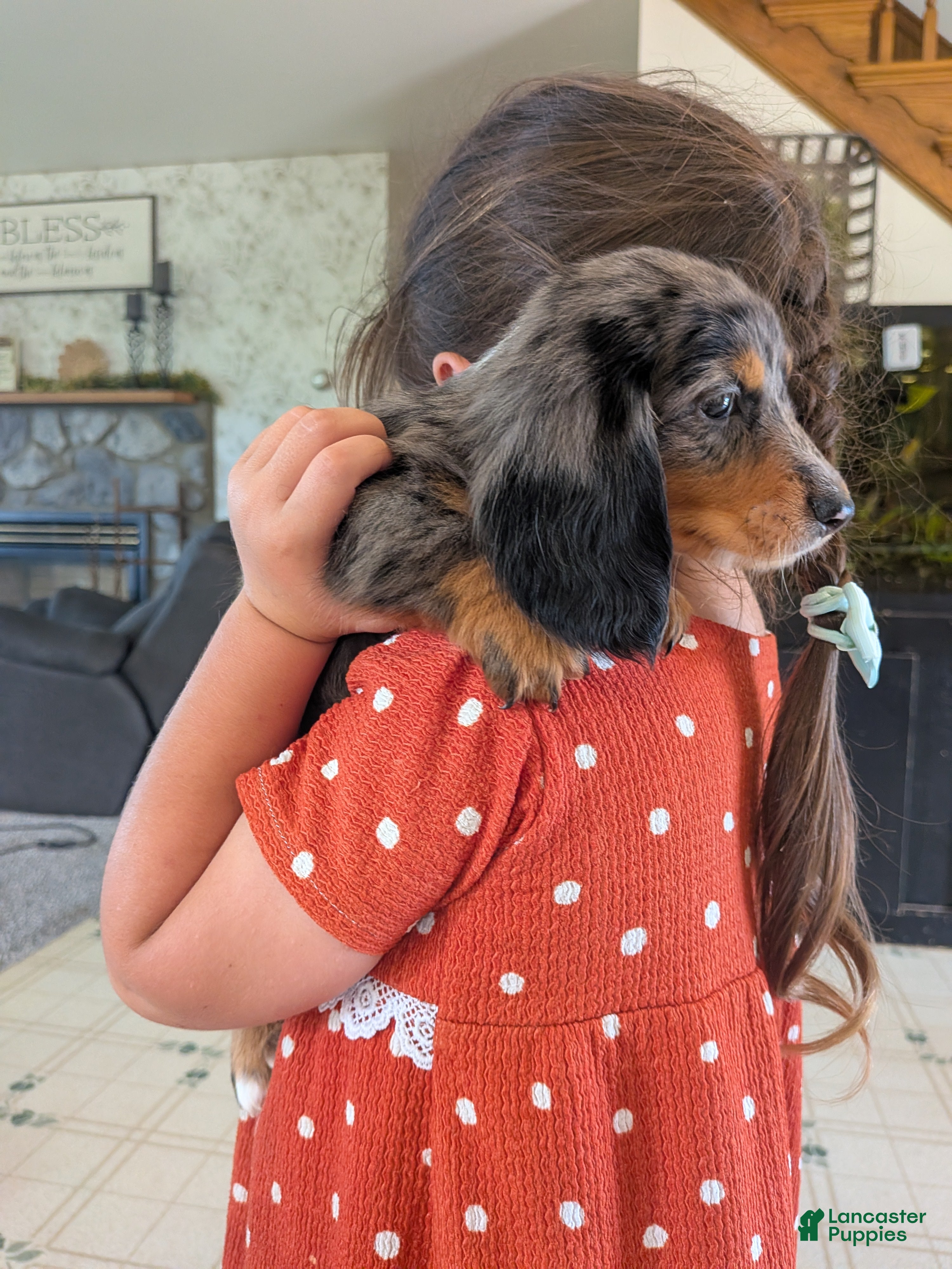 Dachshund dogs Dachshund 1 - Ad 2