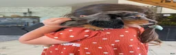 Dachshund dogs for sale: Dachshund 1 - Ad 2