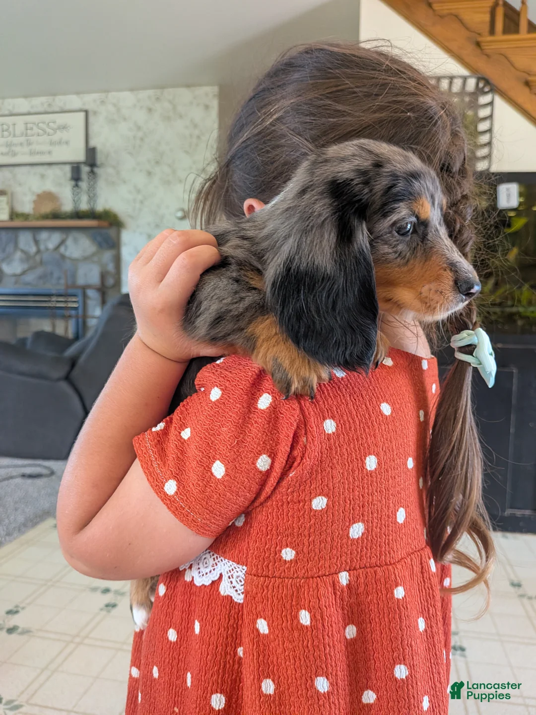 Dachshund dogs for sale: Dachshund 1 - Ad 2
