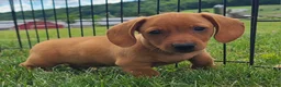 Miniature Dachshund dogs for sale: Ishmael - Ad 2