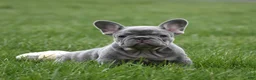 French Bulldog dogs for sale: Paisley  - Ad 3