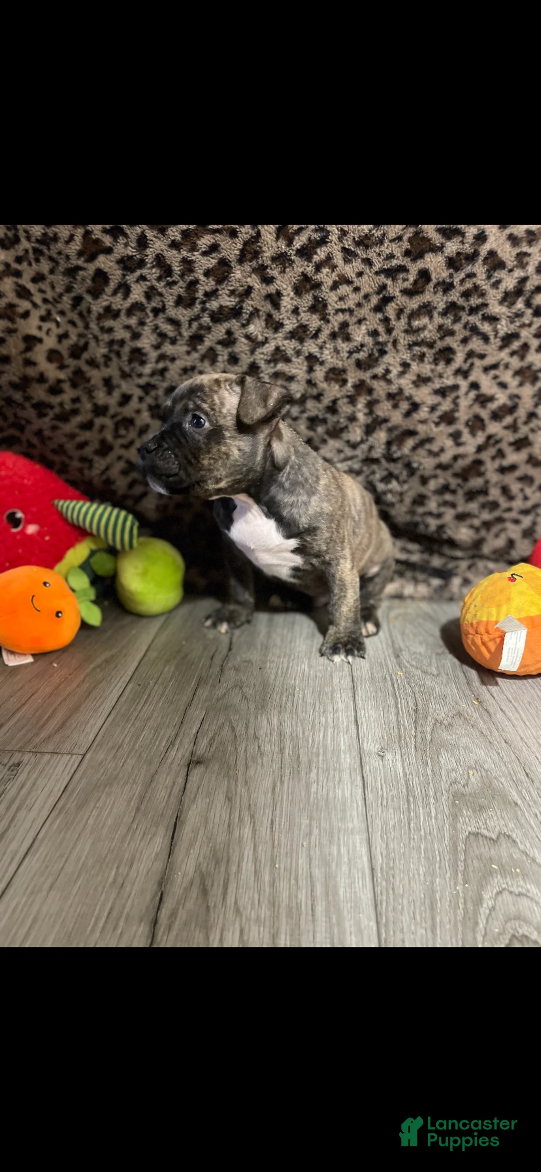 American Bully dogs for sale: American Bully 3 - Ad 2