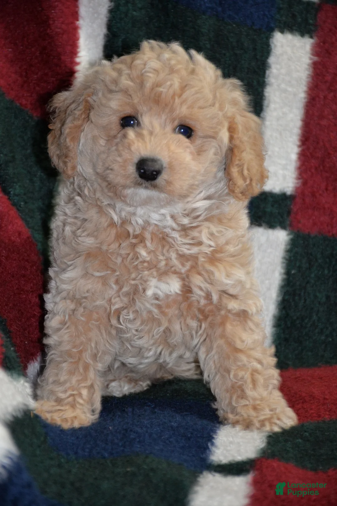 Miniature Poodle dogs for sale: Miniature Poodle Puppy 1 - Ad 1